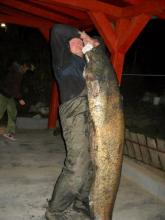 Harcsa 49,8 kg. /Héjas Jószef - 2011/