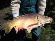 Solti Kálmán / 10,3 kg-os ponty/