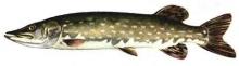 Csuka (Esox lucius)