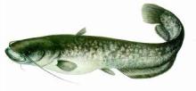 Harcsa (Silurus glanis)