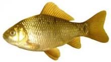 Kárász (Carassius)