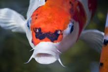 koi ponty Koi ponty