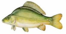 Ponty (Cyprinus carpio)