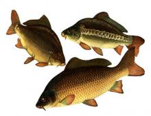 Ponty október 1.i telepítése